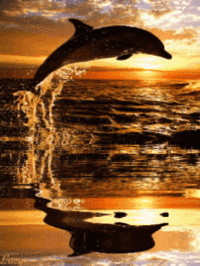 Dolphin in sunset